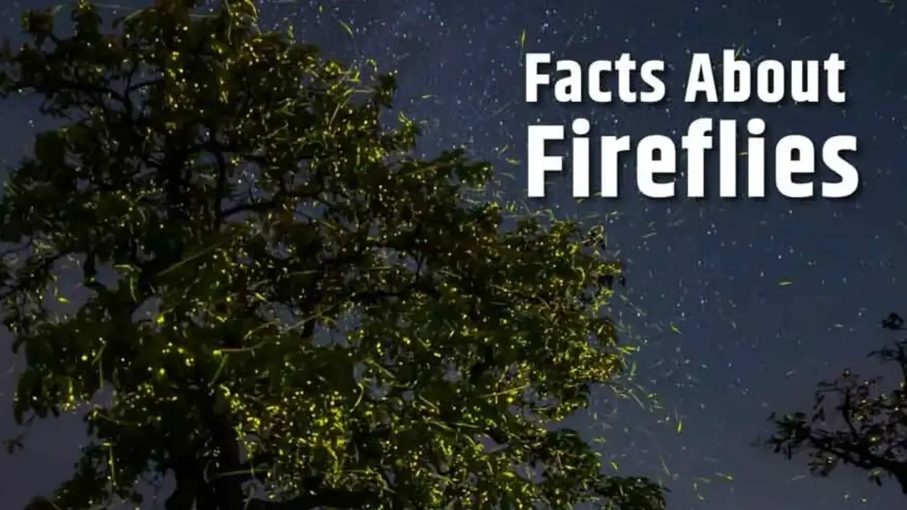 Fireflies glowing in a forest near Purushwadi during monsoon